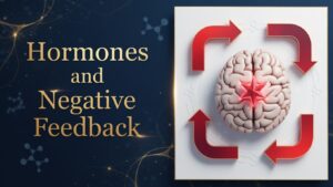 Hormones and Negative Feedback